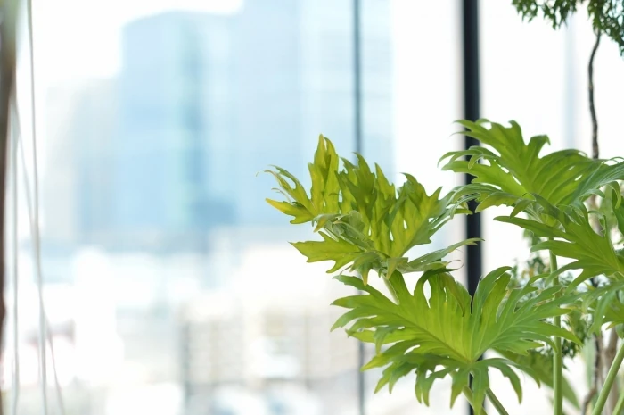 (1) 時候のあいさつと日頃のお礼について